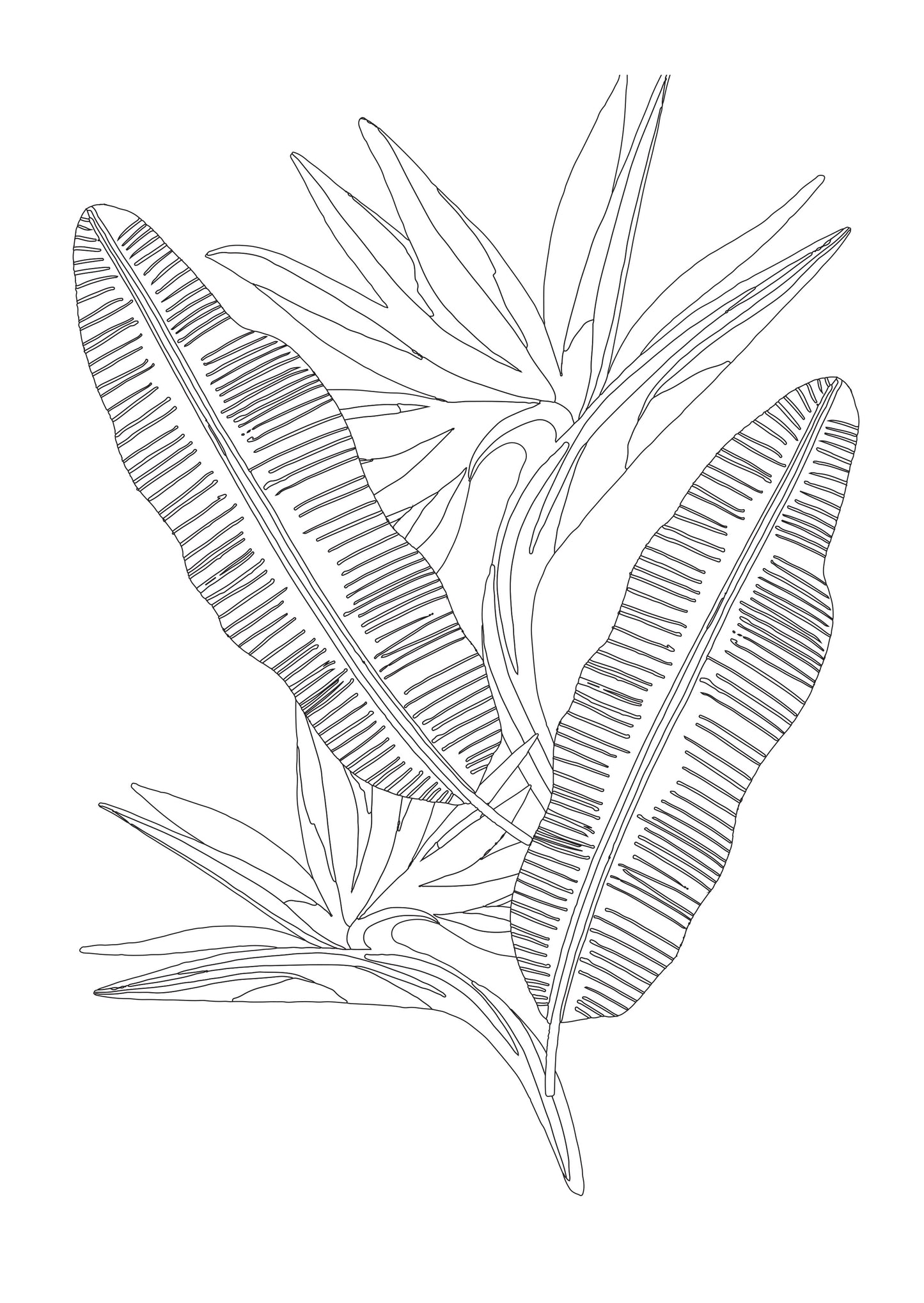 Jungle Dreams Colouring Book