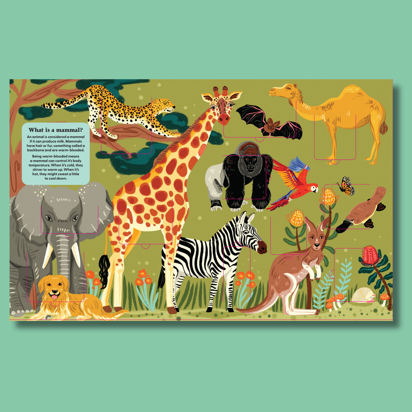 A Lift-the-Fact Book: Animals