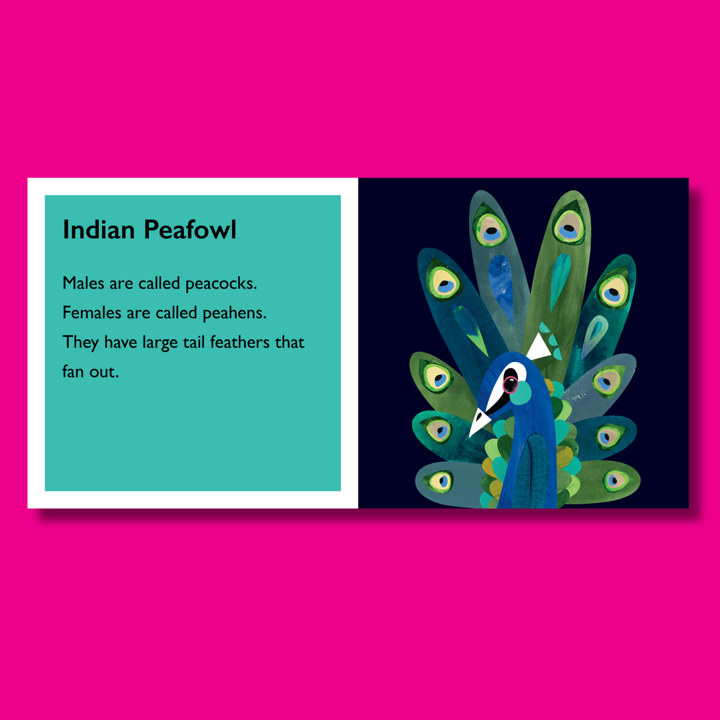 Feathers by Pete Cromer